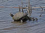 Picture/image of Anahauc NWR