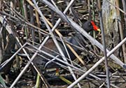 Picture/image of Common Gallinule