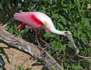 Picture/image of Roseate Spoonbill