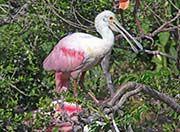 Picture/image of Roseate Spoonbill