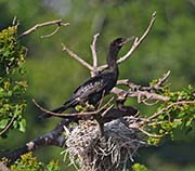 Picture/image of Neotropic Cormorant