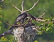 Picture/image of Neotropic Cormorant