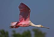 Picture/image of Roseate Spoonbill