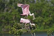 Picture/image of Roseate Spoonbill