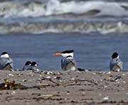 Picture/image of Royal Tern