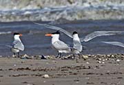 Picture/image of Royal Tern