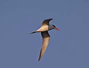 Picture/image of Royal Tern