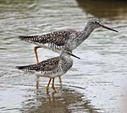 Picture/image of Lesser Yellowlegs
