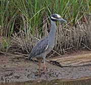 Picture/image of Yellow-crowned Night-Heron