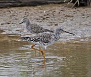 Picture/image of Greater Yellowlegs