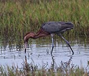 Picture/image of Reddish-Dark Morph Egret