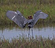 Picture/image of Reddish-Dark Morph Egret
