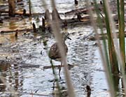 Picture/image of Solitary Sandpiper