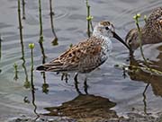 Picture/image of Dunlin