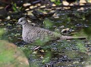 Picture/image of Inca Dove
