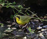 Picture/image of Kentucky Warbler