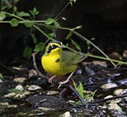Picture/image of Kentucky Warbler
