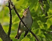 Picture/image of Red-eyed Vireo