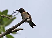 Picture/image of Ruby-throated Hummingbird