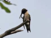 Picture/image of Ruby-throated Hummingbird