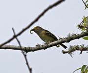 Picture/image of White-eyed Vireo