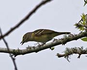 Picture/image of White-eyed Vireo