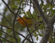 Picture/image of Prothonotary Warbler