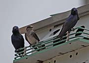 Picture/image of Purple Martin