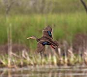 Picture/image of Mottled Duck