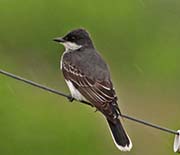 Picture/image of Eastern Kingbird