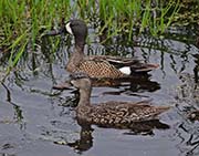Picture/image of Blue-winged Teal