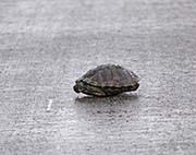 Picture/image of Brazoria NWR