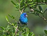 Picture/image of Indigo Bunting