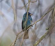 Picture/image of Indigo Bunting