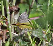 Picture/image of Tennessee Warbler