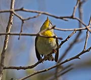 Picture/image of Northern Parula