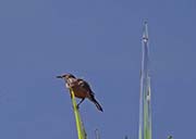 Picture/image of Cactus Wren