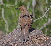 Picture/image of Curve-billed Thrasher