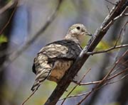 Picture/image of Inca Dove