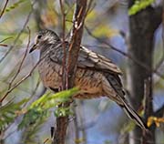 Picture/image of Inca Dove