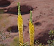 Desert Botanical Garden