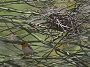 Picture/image of Verdin