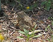 Picture/image of Desert Botanical Garden