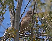 Picture/image of Curve-billed Thrasher