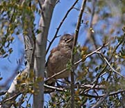 Picture/image of Curve-billed Thrasher