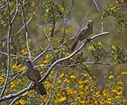 Picture/image of Curve-billed Thrasher