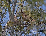 Picture/image of Curve-billed Thrasher