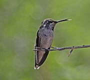 Picture/image of Anna's Hummingbird