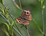 Picture/image of Desert Botanical Garden