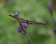 Picture/image of Desert Botanical Garden